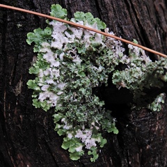 Punctelia missouriensis