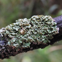 Punctelia missouriensis