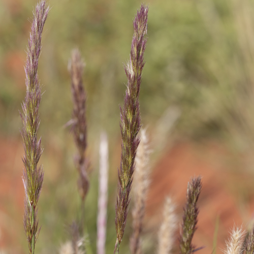 purple needlegrass (Triraphis mollis)