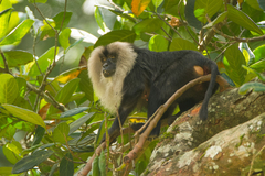 Macaca silenus