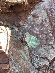 Streptanthus morrisonii