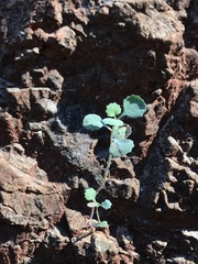 Streptanthus morrisonii