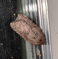 Acleris maximana