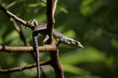 Emoia samoensis