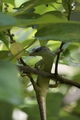 Emoia samoensis