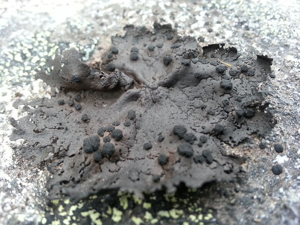 Punctured Rocktripe Lichen