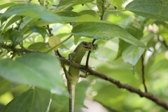 Emoia samoensis