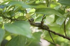 Emoia samoensis
