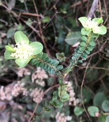 Pimelea pagophila