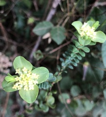 Pimelea pagophila