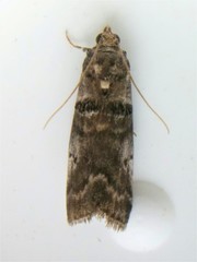 Acrobasis caryae