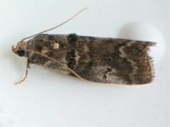 Acrobasis caryae