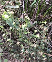 Pimelea pagophila