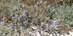 Chloropyron maritimum maritimum