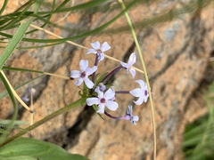 Pentanisia prunelloides prunelloides