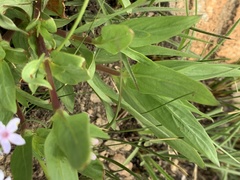Pentanisia prunelloides prunelloides