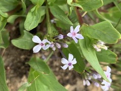 Pentanisia prunelloides prunelloides