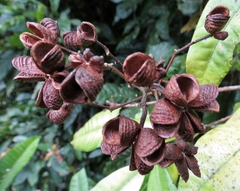 Dinosperma stipitatum