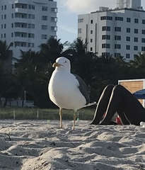 Larus fuscus