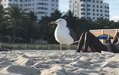 Larus fuscus