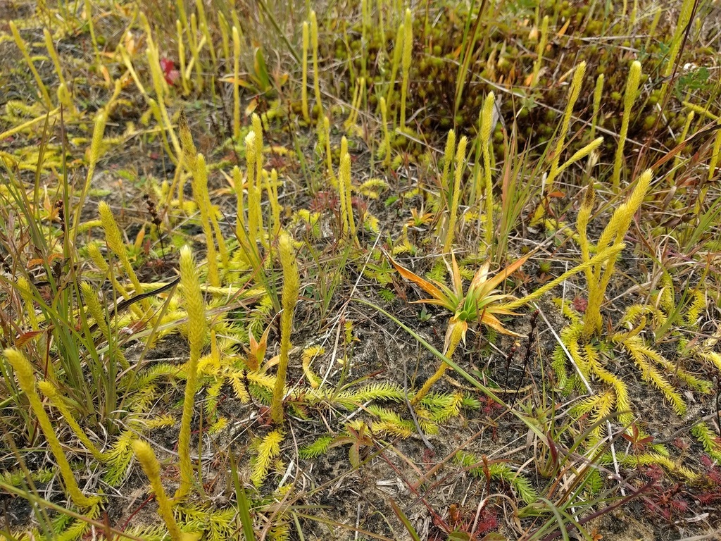northern appressed bog clubmoss