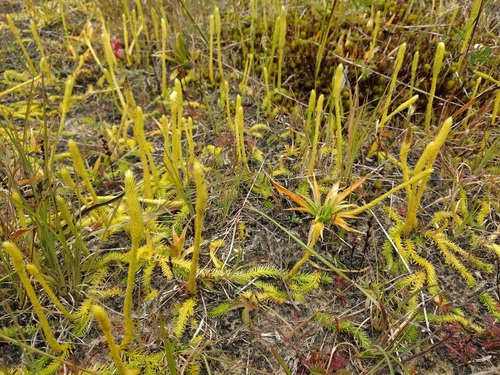 northern bog clubmoss (Lycopodiella subappressa)