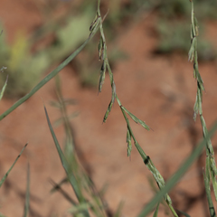 Paractaenum novae-hollandiae