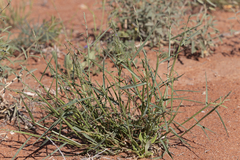 Paractaenum novae-hollandiae