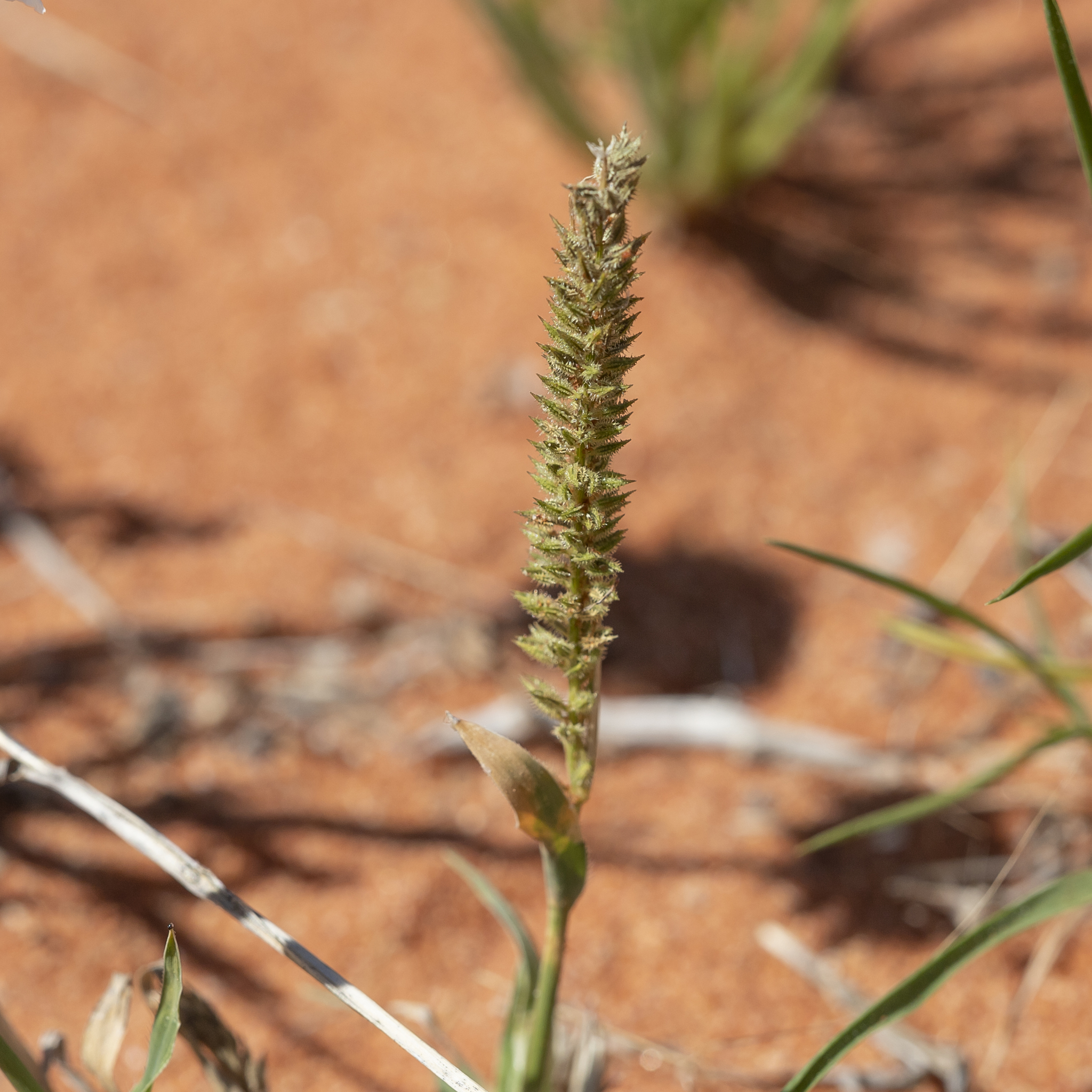 Tragus australianus