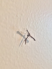 Anstenoptilia marmarodactyla