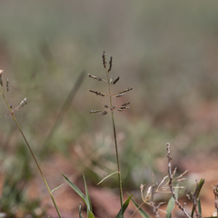 Sporobolus actinocladus