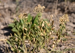 Lepidium appelianum