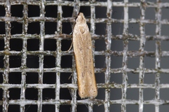 Mesophleps albilinella