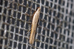 Mesophleps albilinella