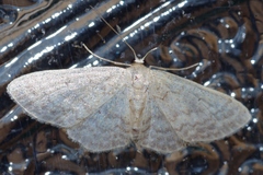 Idaea neovalida