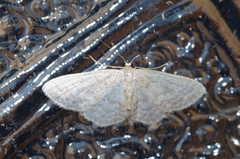 Idaea neovalida