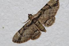 Gymnoscelis tristrigosa