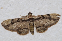 Gymnoscelis tristrigosa