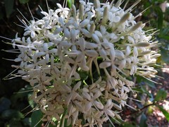 Pavetta australiensis