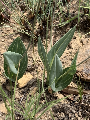 Senecio glaberrimus