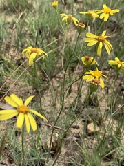 Senecio glaberrimus