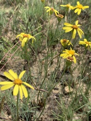 Senecio glaberrimus