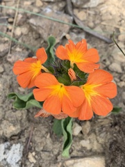 Crossandra greenstockii