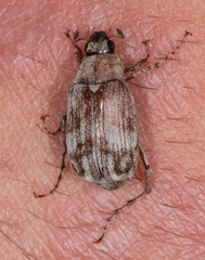 Isonychus arizonensis