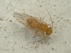 Lachesilla