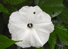 Ipomoea scopulorum