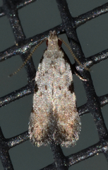 Taygete attributella