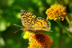 Phyciodes graphica
