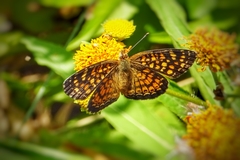 Phyciodes graphica