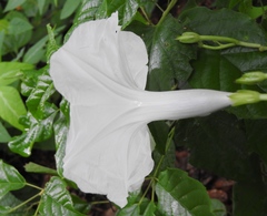 Ipomoea scopulorum